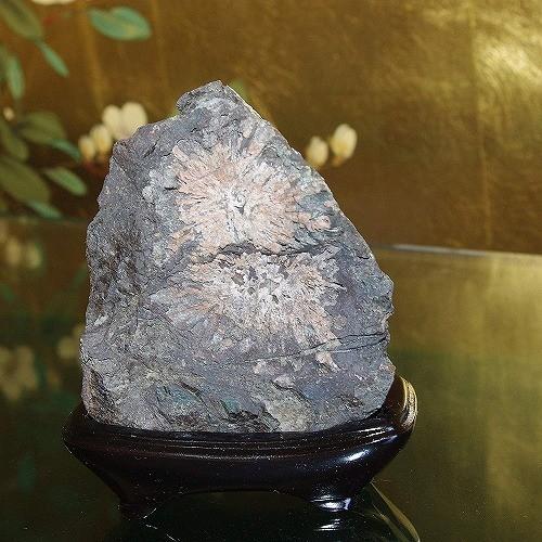 theory xyz 菊花石 岐阜県根尾産 純国産 サバ菊 ミニ : theory xyz