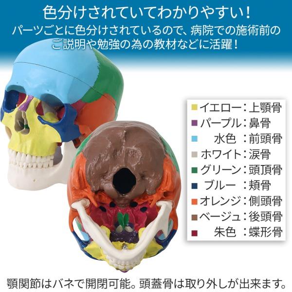 頭蓋骨 模型 人体模型 骨 標本 カラー 分解 歯科 耳鼻科 眼科 頭蓋骨