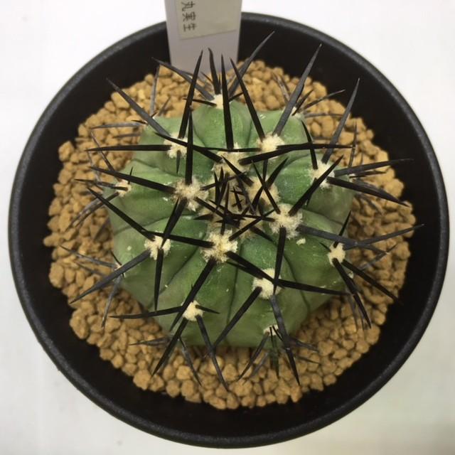 サボテン：コピアポア 黒王丸 実生*幅5cm 現品 一品限り : 遊恵盆栽