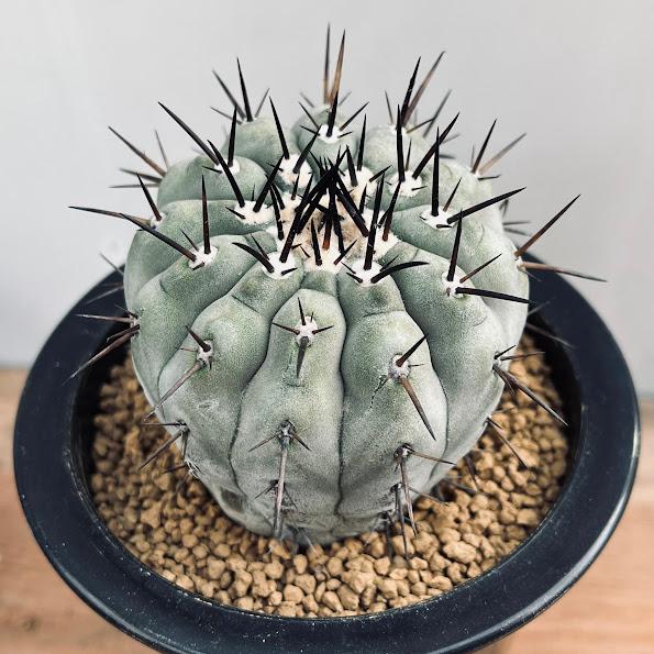 サボテン：コピアポア 黒王丸 自根*幅7cm 現品！一品限り : 遊恵盆栽