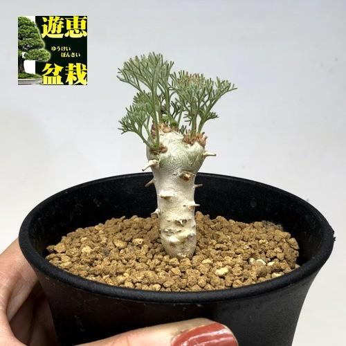 コーデックス：サルコカウロン ペニクリナム*葉幅3.5cm 現品！一品