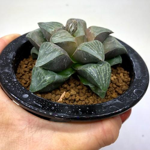 多肉植物：ハオルチア ムチカ*幅8cm 現品！一品限り : 遊恵盆栽