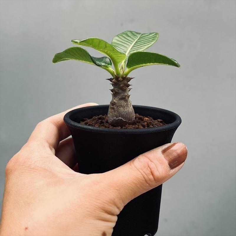 コーデックス：パキポディウム ウィンゾリー 実生 L*塊根幅1.5cm