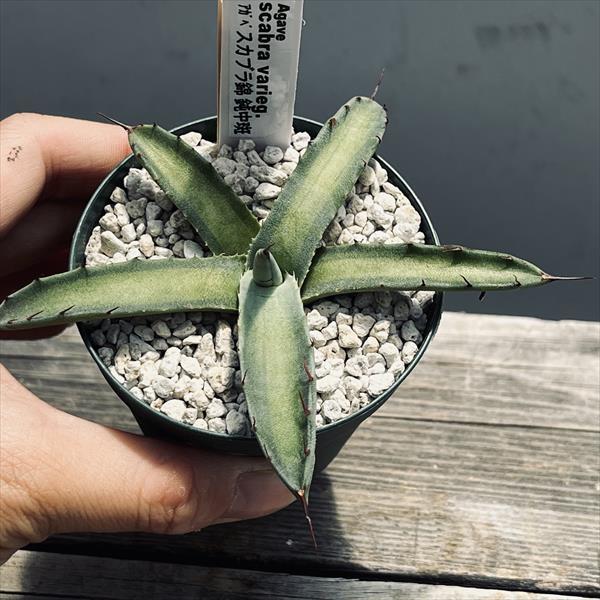 多肉植物：アガベ スカブラ錦 鈍中斑*幅12cm 現品！一品限り : 遊恵