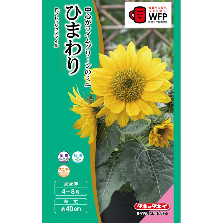 花種 NL300 矮性ひまわり F1フレッシュスマイル 小袋 [FHM416]【花の種