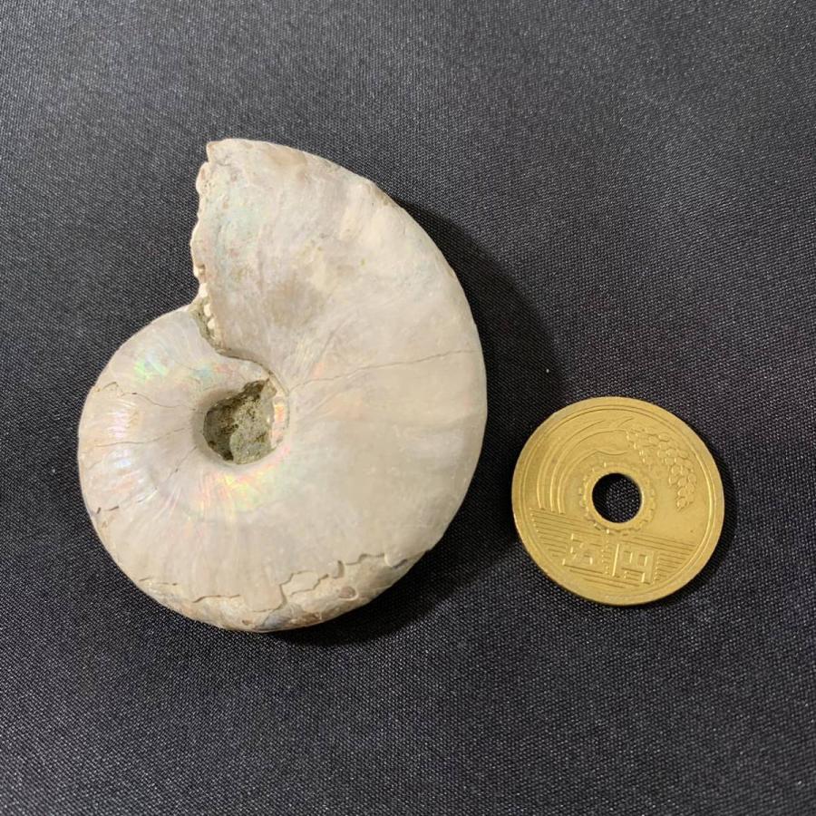 No.00148 本物 虹色 アンモナイト化石 アンモナイト 化石 化石標本