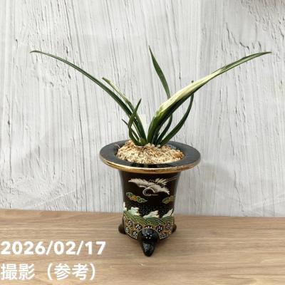 万年青（花、ガーデニング）のおすすめ人気商品一覧 通販 - Yahoo