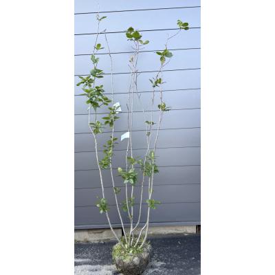 大福樹苗園 - チョコレートベリー(アロニア)｜Yahoo!ショッピング