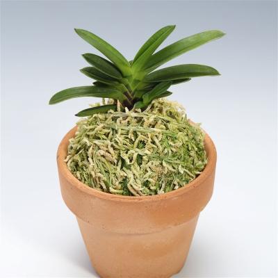 フェニックスガーデン - 富貴蘭｜Yahoo!ショッピング