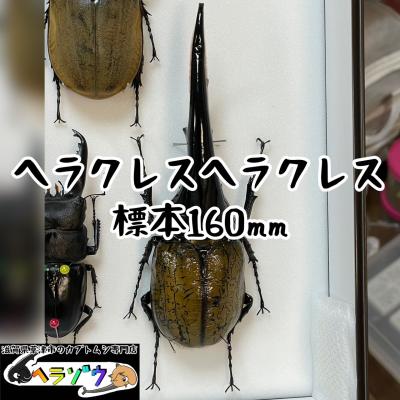 カブトムシ専門店ヘラゾウ - 標本｜Yahoo!ショッピング