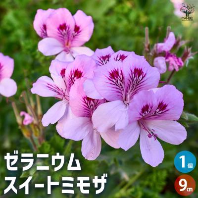 ゼラニウム バラ咲き（苗） | 花、ガーデニング のおすすめ人気商品