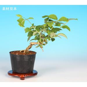 盆栽 ミニ盆栽 「楓 挿し木3年生」 カエデ かえで 小品 葉物 苗木