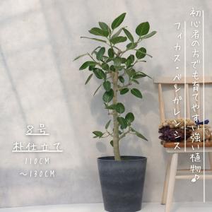 FlowerKitchen 観葉 曲がり仕立て フィカス ベンガレンシス オードリー