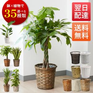 観葉植物：フペルジア グリーンゴエベリー*吊り鉢 Huperzia シダ植物