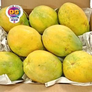 パパイヤ(ハワイ産 カポホソロ種) 4〜5個入り : グローバルフルーツ