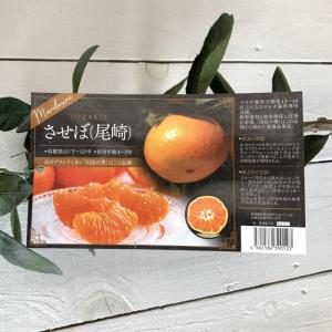 田口早生】 4年生接木苗 大苗 温州ミカン ※納期指定:発送予定2026