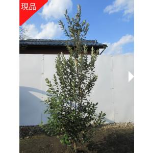 フェイジョア 株立ち 約1.7m 規格販売 植木 苗木 大苗 お買い得な