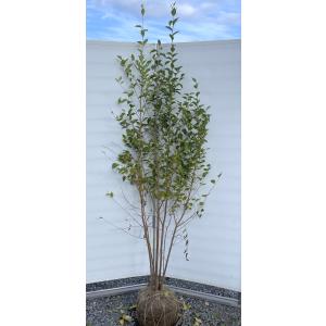 常緑エゴノキ 株立ち 約1.6m 現品発送 トキワエゴ 常緑樹 : 大福樹苗園