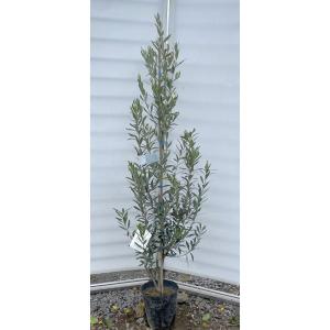 オリーブの木 シプレッシーノ 約2m 特大植木苗木 規格販売 お買い得
