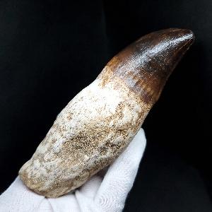 モササウルス 化石 歯 本物 モロッコ産 27.67mm プレゼント ギフト