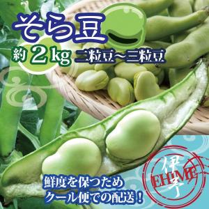 ソラマメ そら豆 愛媛産 空豆 送料無料 約2kg 2粒豆〜3粒豆 クール便