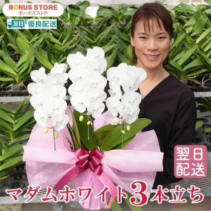 胡蝶蘭 白大輪 3本立ち響 8寸鉢（コチョウラン) 開店祝い/お祝い