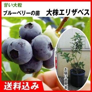 果樹苗 ホワイトサポテ ルーク 1株 爆買 : 花と緑 国華園 - 通販