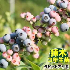 果樹苗 大株ラビットアイ系ブルーベリー 大株ブライトウェル 1株 送料