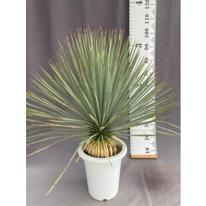 数量限定 ロストラータ ハイブリッドユッカ 耐寒性南欧風プランツ