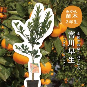 日向夏（ニューサマーオレンジ）：果樹苗 柑橘苗 苗木 接木 苗 みかん