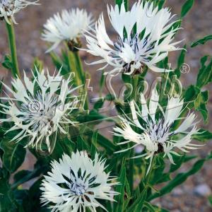 当店農場生産】矢車草 クラシックファンタスティック 9センチポット苗