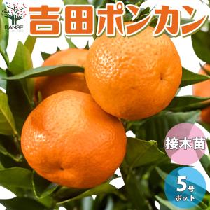薩州ポンカン【特等2年生苗木】苗木 みかんの木 接木苗 みかん 5号