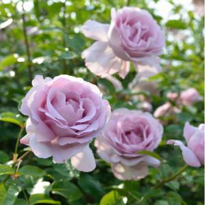 ポルト・ブルー（バラ苗：ロサ・オリエンティス） 大苗予約 7号鉢植え