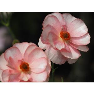 ラナンキュラス 同梱3種 25センチ位各20本[バラ 切り花 生花]1