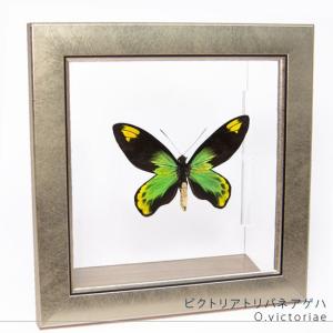 昆虫標本 蝶の標本 ミヤマカラスアゲハ メタリック調ライトフレーム
