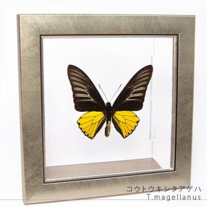 昆虫標本 蝶の標本 ゴダルティモルフォ ボリビア産 メタリック調ライト