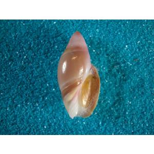 ブランデーガイ : 貝殻ストア - 通販 - Yahoo!ショッピング