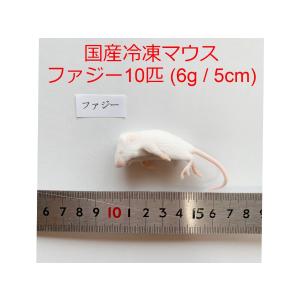 国産 冷凍マウス ホッパーマウス 10匹 冷凍餌 〜10g / 6cm ショップザ