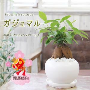 ガジュマル 観葉植物 ガジュマルの木 幸福をもたらす精霊が住む木 多幸