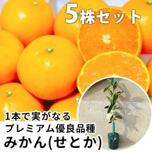 みかん・せとかPVP樹高0.4m前後 15cmポット セトカ 登録品種 みかんの