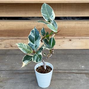 鉢花 観葉植物：フィリカ プベッセンス ワフトフェザー ハイドラ*7号