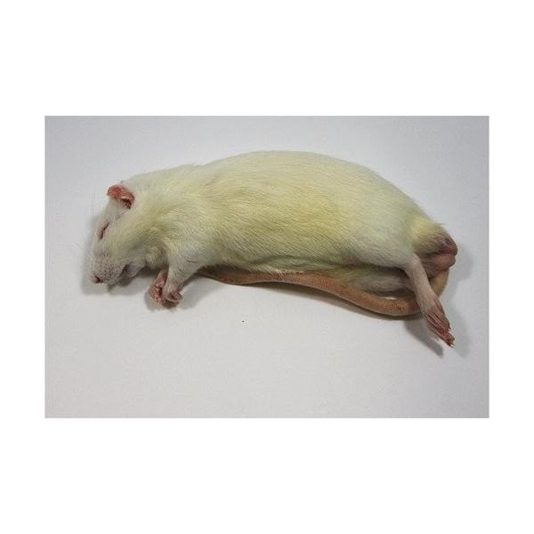 冷凍ラット 240~300g 30匹 冷凍ラット 240~300g 30匹セット 冷凍ラット