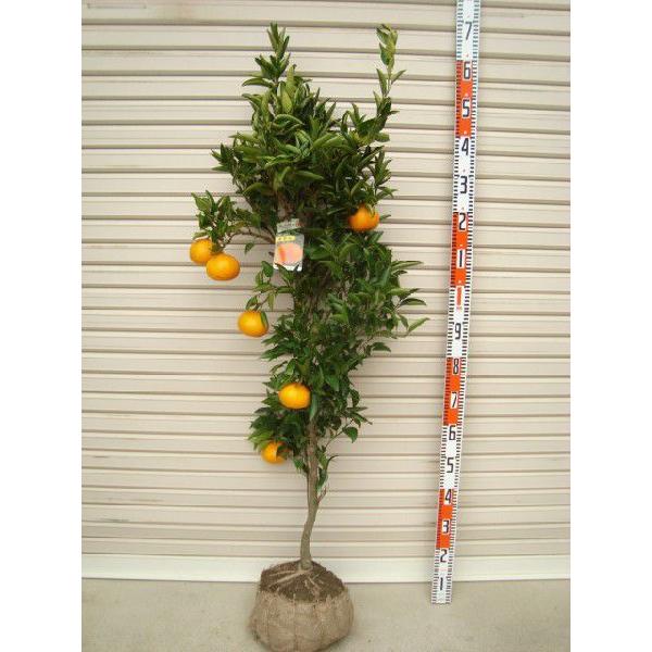 せとか】 柑橘大苗 4年生接木苗 柑橘 ※納期指定:発送予定2026年3