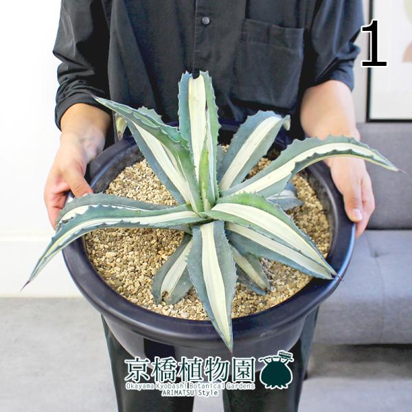 現品】アガベ・アメリカーナ 華厳 特大株 13号 黒鉢（1） : 花の