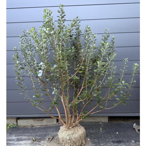 フェイジョア アポロ 7本株立ち 約1.6m 現品販売 一点物 豪華株 多花