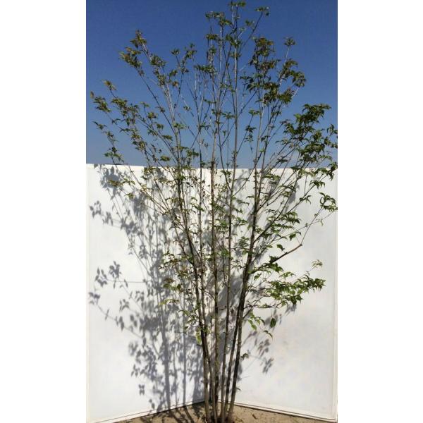 daifukujyubyou_yamabok27