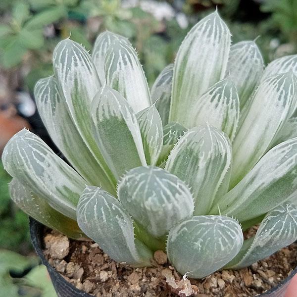 観葉植物 ハオルチア オブツーサ フェリフェラ錦 2.5号ポット : 園芸