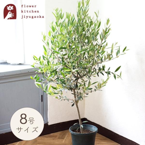 fkjiyugaoka_olivedai