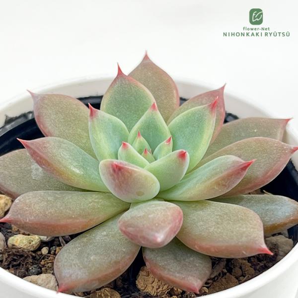 日本花キ流通 多肉植物 hmエケベリア リンゼアナ実生 多肉植物