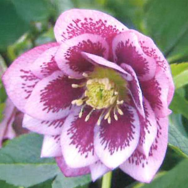 クリスマスローズ苗 ダブル ピンクブロッチ 杉山交配 9cmポット 宿根草